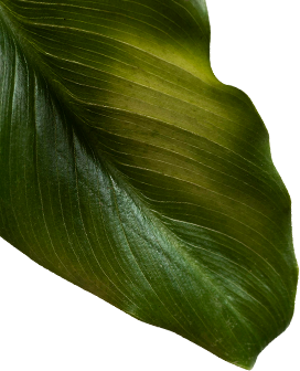 leaf